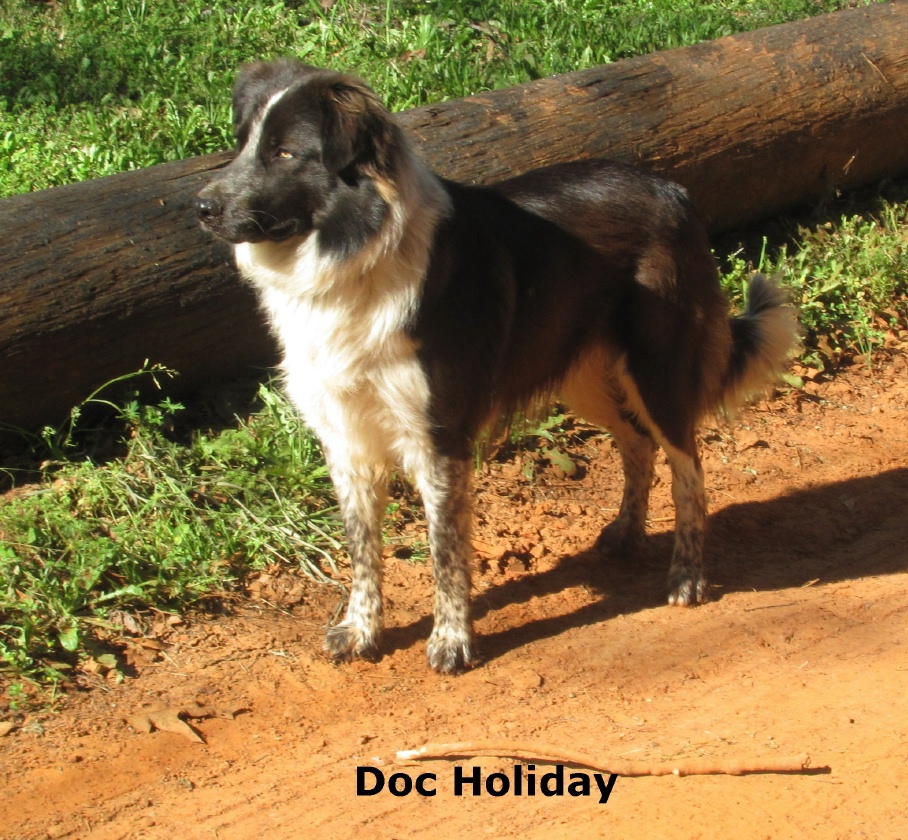 ABCA Seal male Border Collie out of working stock